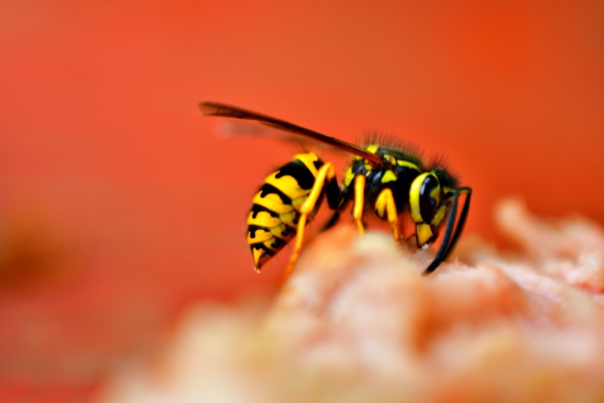 Titelbild zu „Allergisch auf Insektenstiche: Wissenswertes zu Symptomen, Behandlung und Vorbeugung“