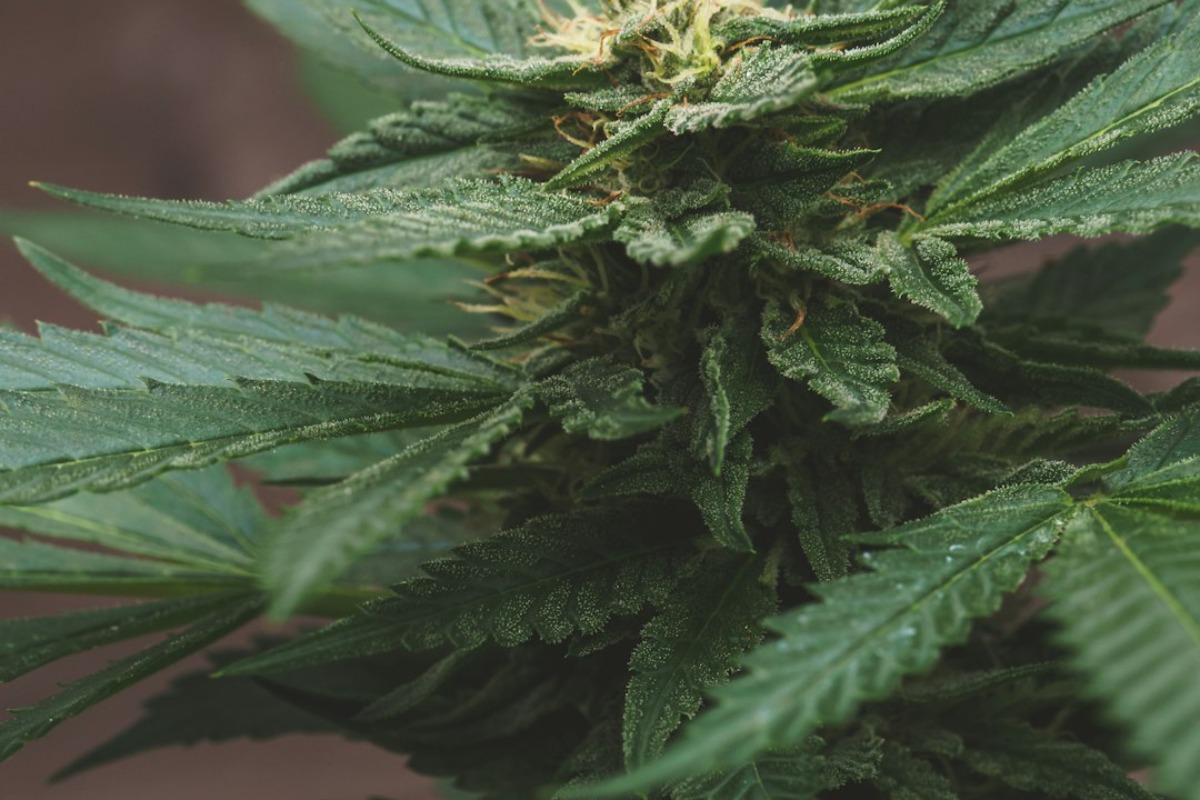 Titelbild zu „Die Terpen-Revolution: Warum Cannabis mehr ist als THC und CBD“