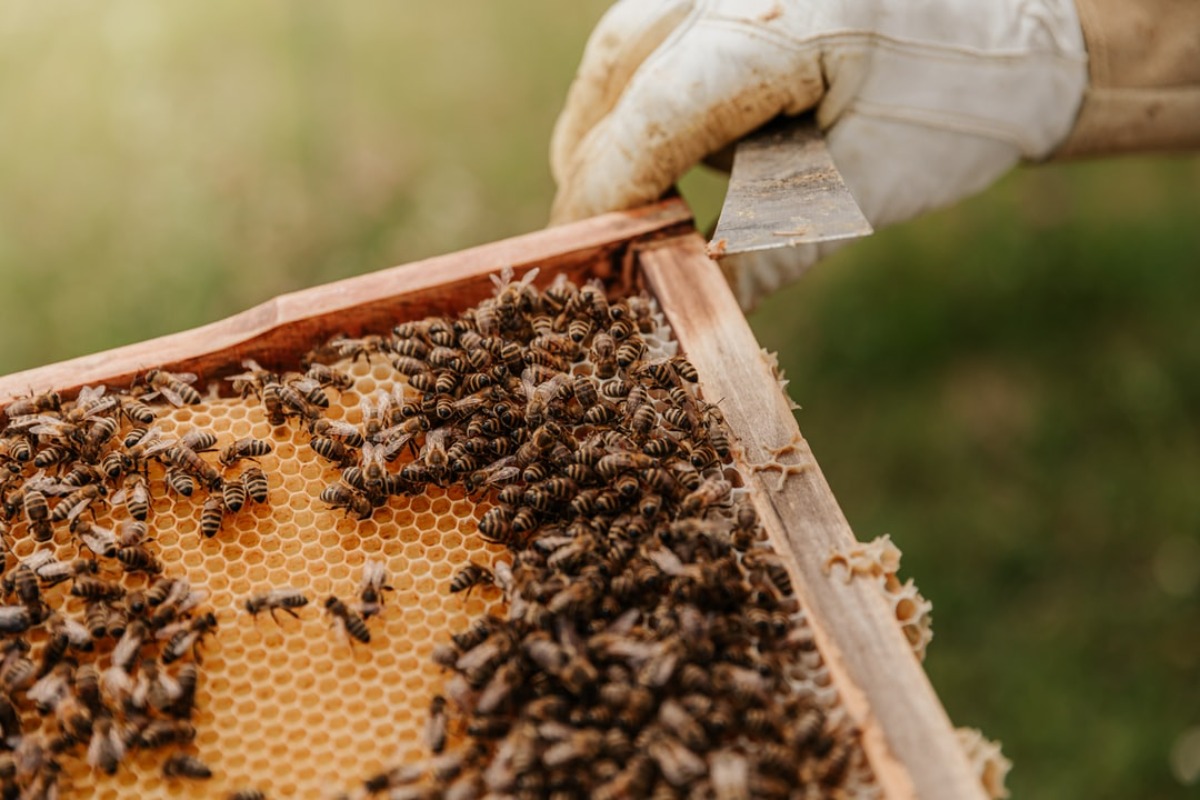 Titelbild zu „Bienenprodukte für die Schönheit und Gesundheit“