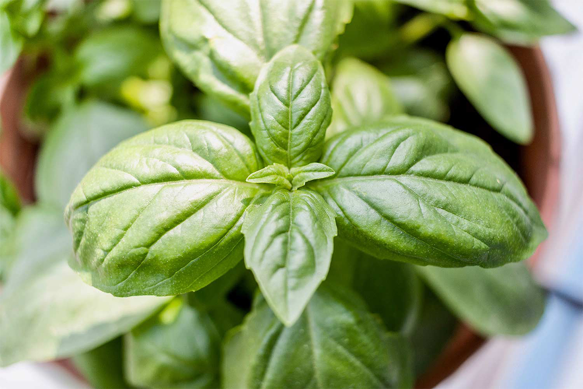Titelbild zu „Basilikum-Extrakt für die Haare: Kann man es selbst herstellen?“